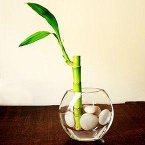 جدیدترین مدلهای گلدان چوب بامبو (m4430)|ایده ها