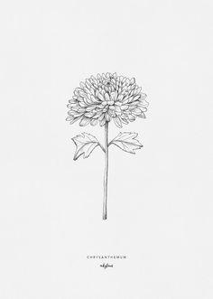 گل داوودی  (m33698)