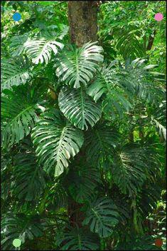 گیاه برگ انجیری (m34475)