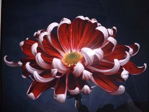گل داوودی  (m33601)|ایده ها