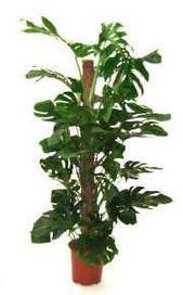 گیاه برگ انجیری (m34531)