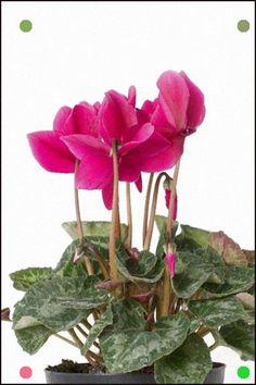 سیکلامن (گل نگون سار) (m36043)