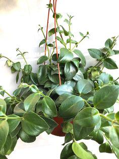 اسكينانتوس (گیاه رژ لب) (m37593)