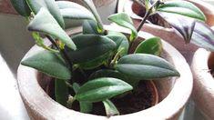 اسكينانتوس (گیاه رژ لب) (m37574)
