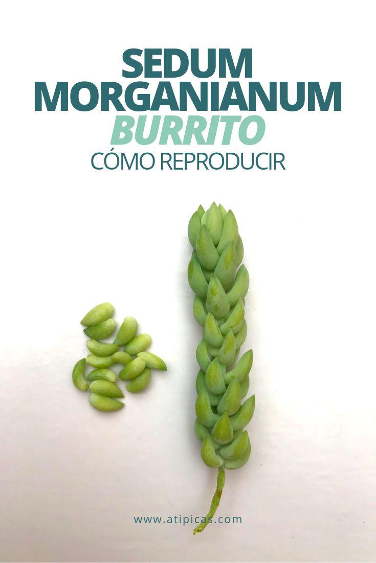 سدوم مورگانیانوم (خر دم) (m36402)|ایده ها