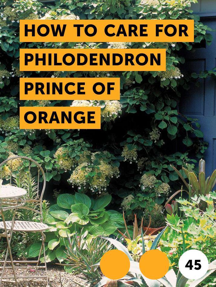 فیلودندرون شاهزاده (m35471)|ایده ها