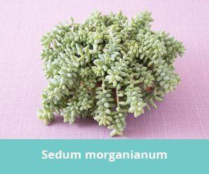 سدوم مورگانیانوم (خر دم) (m36516)|ایده ها