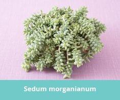 سدوم مورگانیانوم (خر دم) (m36516)