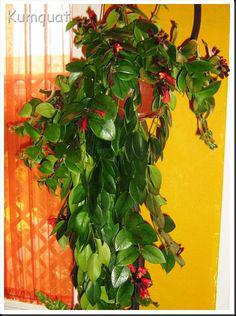 اسكينانتوس (گیاه رژ لب) (m37585)