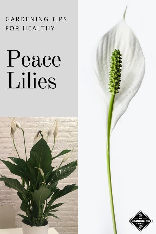 اسپاتی فیلوم (گیاه صلح) (m46267)|ایده ها