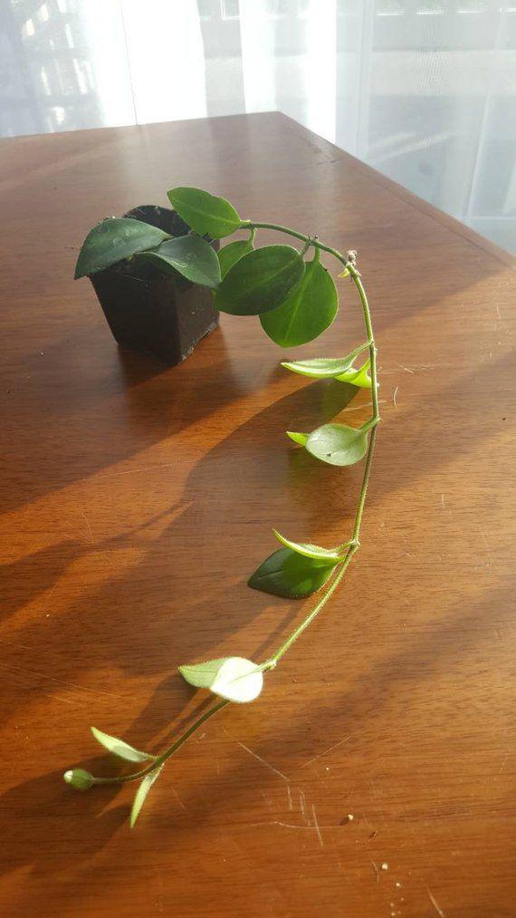 اسكينانتوس (گیاه رژ لب) (m46201)|ایده ها