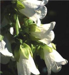گل استکانی (m45130)