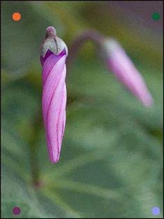 سیکلامن (گل نگون سار) (m48813)