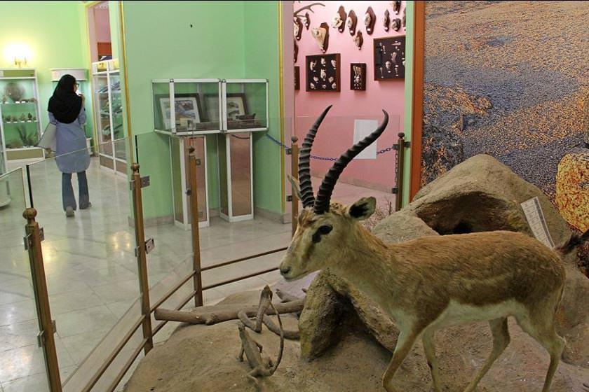 موزه آثار طبیعی و حیات‌ وحش هفت چنار - تهران (m86337)|ایده ها