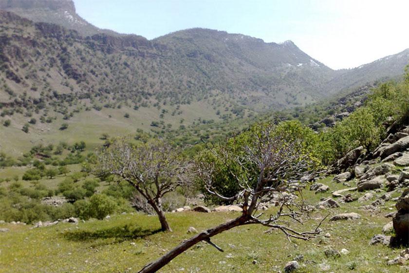 منطقه حفاظت‌ شده کوه خامین - گچساران (m92660)|ایده ها