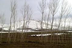 کوه گاوازنگ - زنجان (m90241)