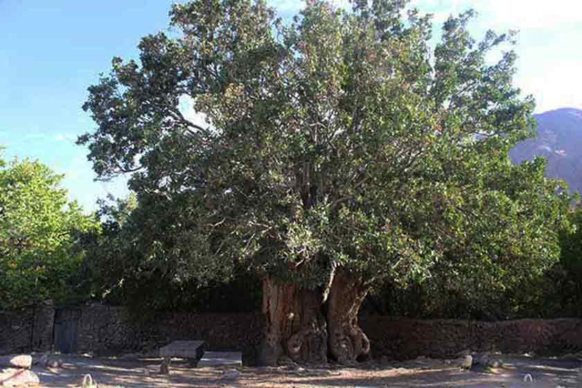 درخت کهنسال پسته اودرج - رفسنجان (m88552)|ایده ها