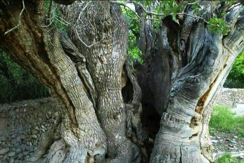 درخت کهنسال پسته اودرج - رفسنجان (m88551)|ایده ها