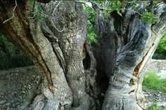 درخت کهنسال پسته اودرج - رفسنجان (m88551)