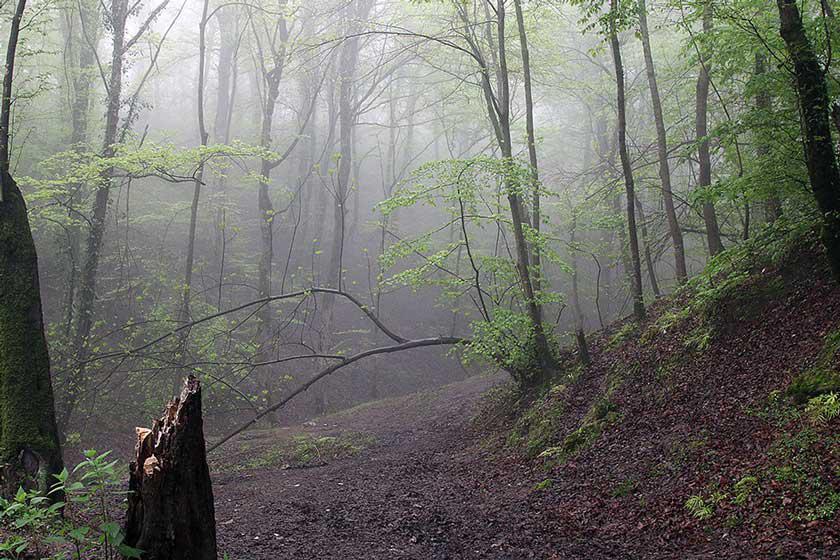 جنگل های هیرکانی مازندران - آمل (m89977)|ایده ها