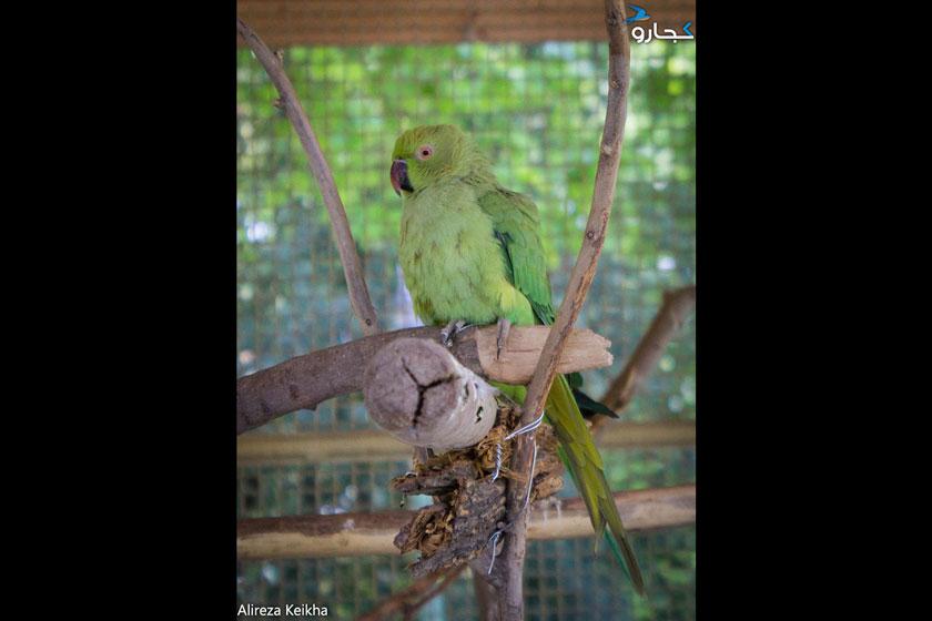 باغ پرندگان پارک شهر - تهران (m89893)|ایده ها