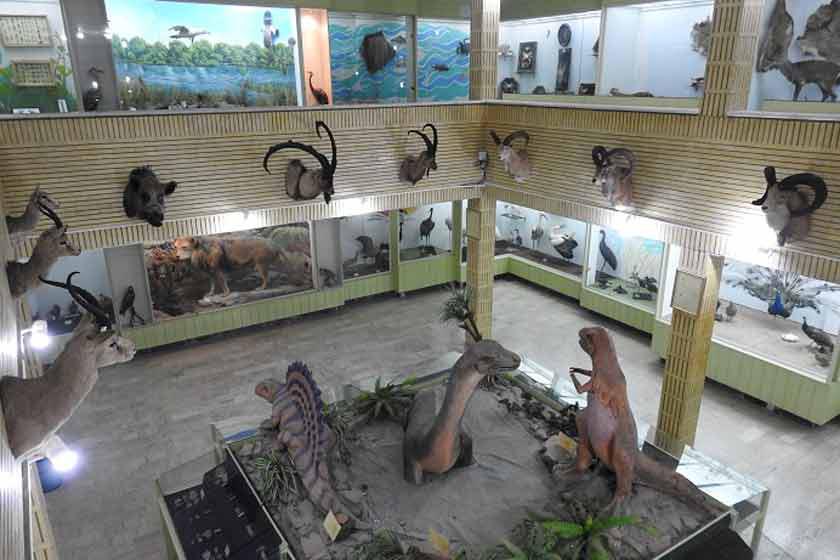 موزه تنوع زیستی اراک (موزه حیات وحش اراک) - اراک (m89317)|ایده ها