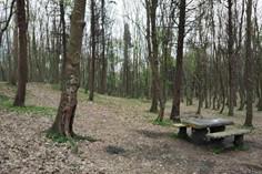 پارک جنگلی هلومسر  - آمل (m89651)