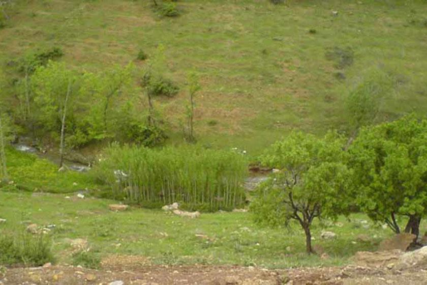 طبیعت باغ دره - بجنورد (m94004)|ایده ها