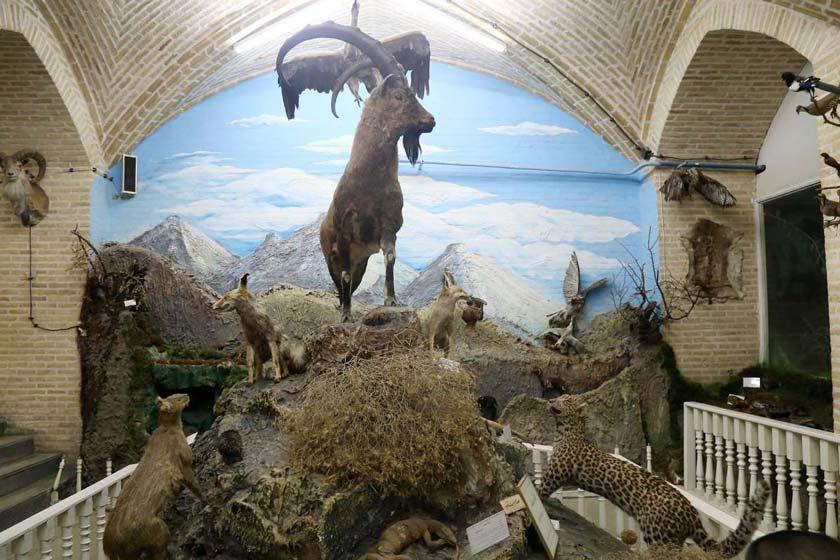موزه علوم طبیعی یزد - یزد (m93116)|ایده ها