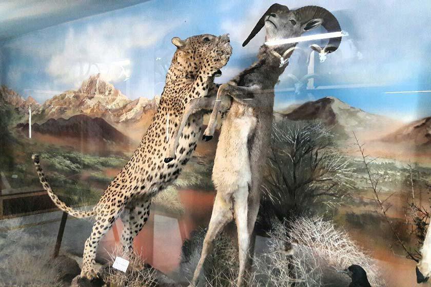 موزه حیات وحش و تاریخ طبیعی سمنان - سمنان (m90778)|ایده ها