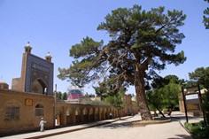 مسجد کرمانی - تربت جام (m93772)