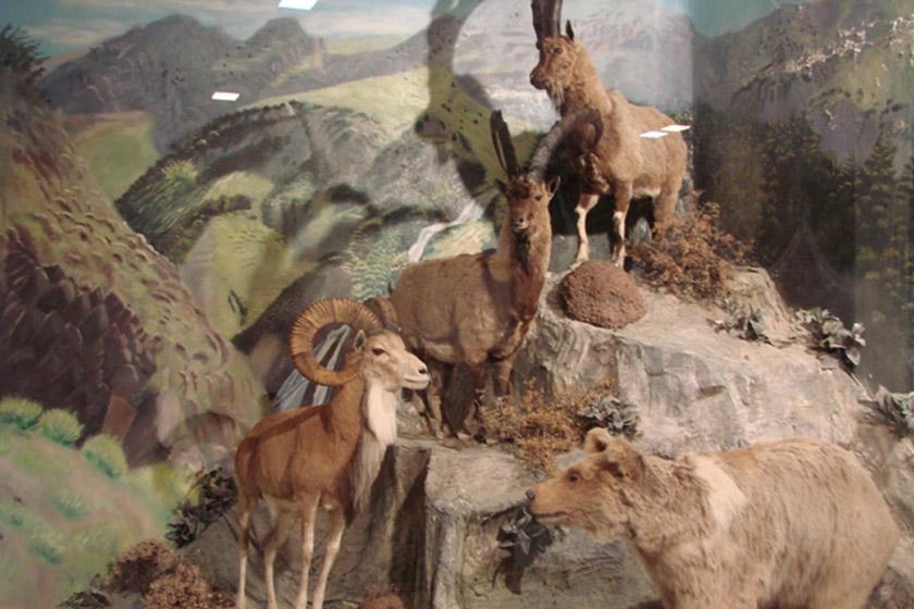 موزه تاریخ طبیعی اردبیل - اردبیل (m87267)|ایده ها