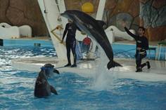 پارک دلفین‌ های کیش - کیش (m88206)