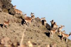 منطقه شکار ممنوع شاسکوه - حاجی آباد (m93595)