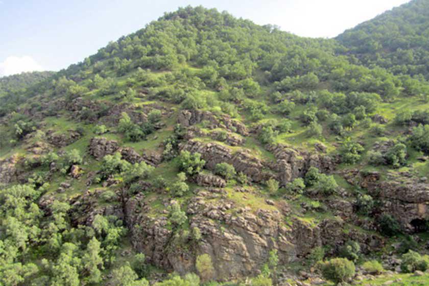 جنگل نای انگیز - خرم آباد (m91266)|ایده ها