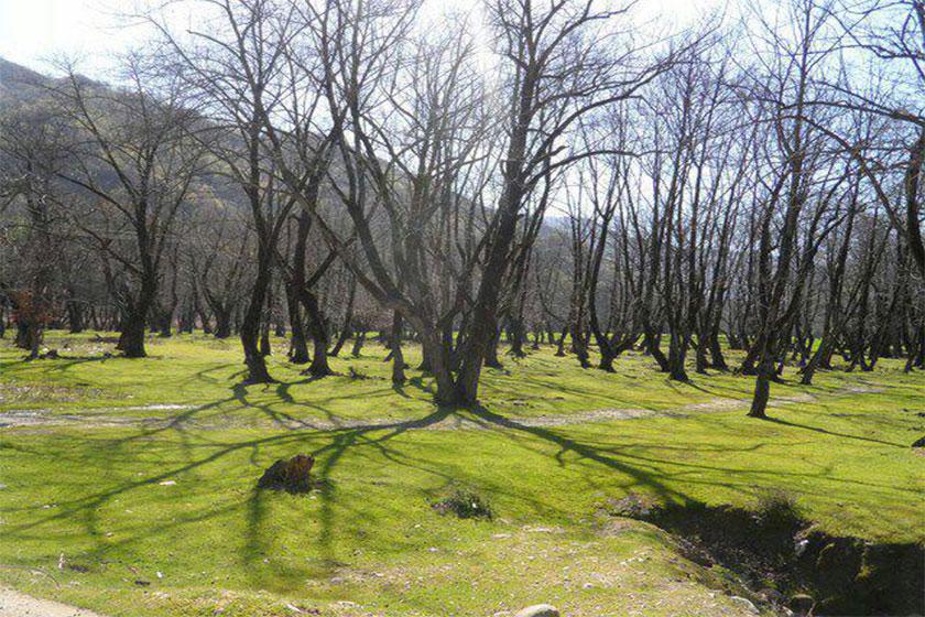 پارک جنگلی باقر آباد - مینودشت (m91637)|ایده ها