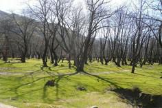 پارک جنگلی باقر آباد - مینودشت (m91637)