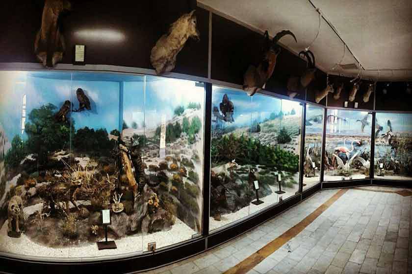 موزه حیات وحش شاهرود - شاهرود (m92782)|ایده ها