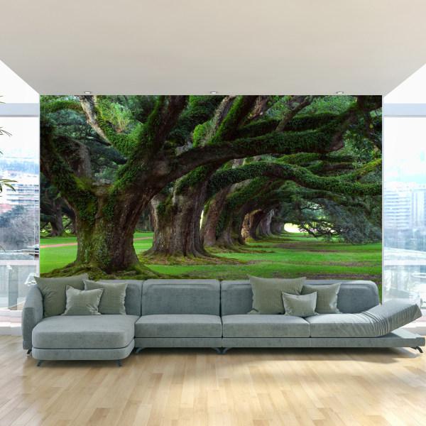 پوستر دیواری طرح درخت کد Best Nature 667|دیجی‌کالا