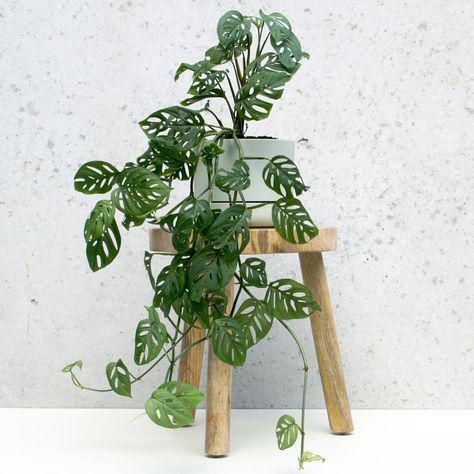 گیاه برگ انجیری (m226529)|ایده ها