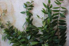 اسكينانتوس (گیاه رژ لب) (m230118)