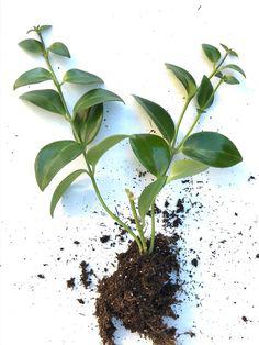 اسكينانتوس (گیاه رژ لب) (m230123)
