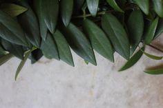 اسكينانتوس (گیاه رژ لب) (m230106)