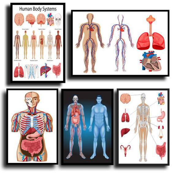 تابلو مدل پزشکی طرح آناتومی بدن انسان کد k409 مجموعه 5 عددی|دیجی‌کالا